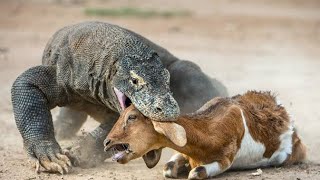 Komodo Dragon Eat Goat Alive  Monitor Lizard Attack On White Goat And Eat Alive  PKS HUNT [upl. by Nossila]