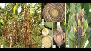 Identifications symptomsprevention and control of xanthomonas [upl. by Trinidad]