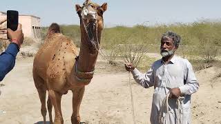 World Biggest Camel 🐪🐫  The Heaviest camel in the world [upl. by Anyek]