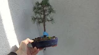 Bonsai Atlaszeder Cedrus atlantica [upl. by Erdnaek]