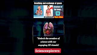 Breathing and exchange of gases Class 11th  biology neet ncert cbse [upl. by Earazed]