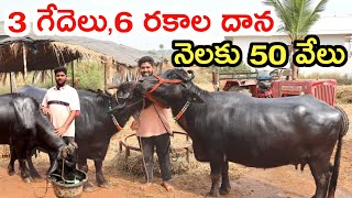 నెలకు 50 వేలు 3 buffaloes dairy farm MalleshAdla [upl. by Llehcar]