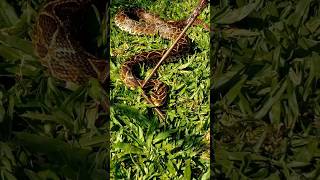 SERPIENTE 🐍 Venenosa  Yayarará de la Cruz shortvideo [upl. by Nairrad]