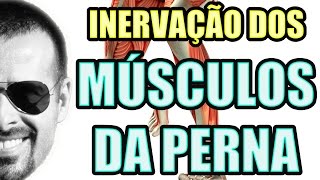 Vídeo Aula 125  Sistema Nervoso  Anatomia Humana  Inervação dos Músculos da Perna e Panturrilha [upl. by Yedarb]