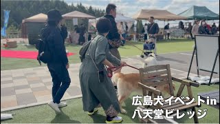 【犬イベント】久しぶりに行ったら、やっぱり幸せだった。in八天堂ビレッジ広島犬イベント [upl. by Yci]