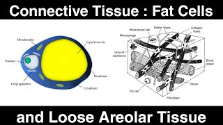 Connective Tissue  Fat Cells and Loose Areolar Tissue [upl. by Stringer]