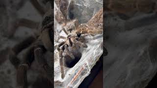 Rear Horned Baboon Tarantula Holds Tongs [upl. by Tem354]