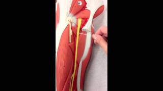 Sacral Plexus Anatomy on Model Plus the Femoral Nerve [upl. by Airdua]