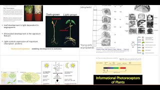 Plant Physiology Photoreceptors in Plants Phytochrome [upl. by Eugenides]