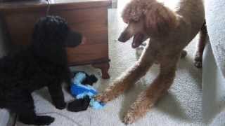 Red standard poodle mother playing with her black standard poodle puppy [upl. by Ynaffital492]