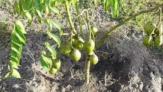 Tropical Fruit Trees  Golden Apple  Part 1 [upl. by Stedt]