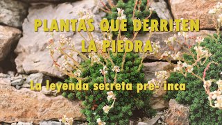 Artevivo Plantas que derriten la piedra ep9 [upl. by Olney]