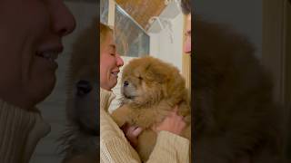 This video will make you cry 🥹 chowchow puppy love shorts [upl. by Garratt]