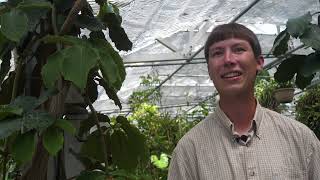 Weird Plant of the Month Chestnut Vine and the Stinking Corpse Lily [upl. by Abbott199]