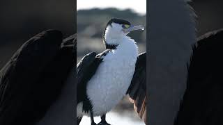 Discovering the Pied Shag A New Zealand Beauty 🌊 [upl. by Debby]