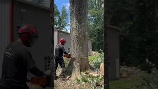 Dropping A Silver Maple Stick With A STIHL Ms 661 stihl arborist lumberjack treelife [upl. by Rodenhouse655]