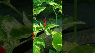 കാന്താരി മുളക് birds eye chillicapsicum frutescenssolanaceae familytrending shotviral [upl. by Ennairac]