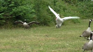 Swan attacks geese in water then on land [upl. by Aires803]