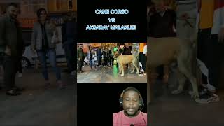 short AKSARAY MALAKLISI ENCONTRA CANE CORSO [upl. by Norling972]