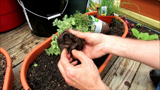 Planting Herbs in Containers Oregano Chives Thyme Mints Basil Sage Rosemary Lavender [upl. by Sesilu]