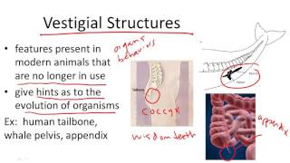 Vestigial Structures [upl. by Herrera]