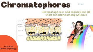 ChromatoporesChromatopores and Regulations of their functions among animals Mechanism MSc BSc [upl. by Jezabel]