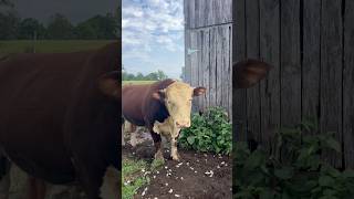 Evening feeding POV with big Hereford cattle cow farming bull [upl. by Farris847]