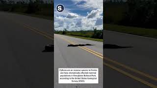 Giant Python Slithers Across Road in Everglades National Park [upl. by Nnayt365]