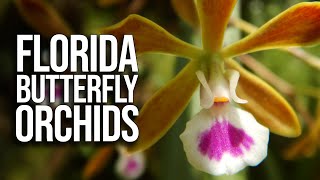 Butterfly Orchids  Encyclia tampensis [upl. by Aliak]