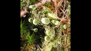 Biologie végétale S2 les thallophytes partie 2  les champignons et les lichens [upl. by Eisnyl]