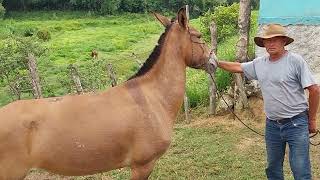 FOI DESAFIADO A DOMAR A MULA GRANDE Q VEJA COMO ESTA HOJE O BURRINHO PURO D MARCHA TA PRONTO [upl. by Neeven]