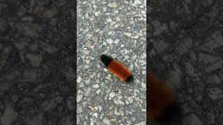 An Encounter With a Woolly Bear Caterpillar 🐻 [upl. by Rexferd]