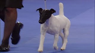 Smooth Fox Terrier quotTuxquot Ch Broxden Rio Oso Best Dressed 2005 AKCEukanuba National Championship [upl. by Nylyram]