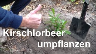 Kirschlorbeer umpflanzen Herbst oder Frühjahr Prunus laurocerasus Lorbeerkirsche umsetzen umpflanzen [upl. by Olshausen]