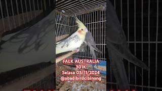 Falk Australia 301K kicaumania abadibirdcibinong [upl. by Adria]