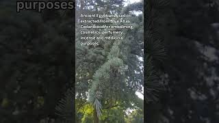 The Blue Atlas Cedar cedartree britishtrees uknature naturalwellbeing [upl. by Ayerf]