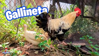 Mi Gallina de Guinea o Gallineta 😍 Libre se va Cómo conviven Alimentando a mis Animales [upl. by Aiyn414]