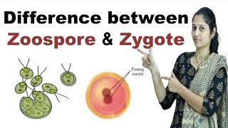 Difference between Zoospore and Zygote in Hindi [upl. by Cathryn]