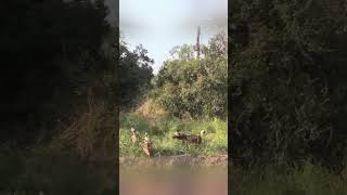 Three Wild Dogs Skillfully Trap and Bring Down a Bushbuck Antelope [upl. by Inoliel]