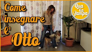 Come insegnare lOTTO  Addestramento Educazione cani n° 14  Qua la Zampa [upl. by Ahsenid]