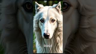 Borzoi [upl. by Laufer]