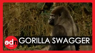 Gorilla learns to swagger like a man [upl. by Rbma934]