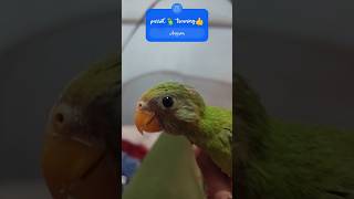 baby parrot 🦜 treaning onparrot trending viral video parrot treaning youtube rourkela [upl. by Jadda400]