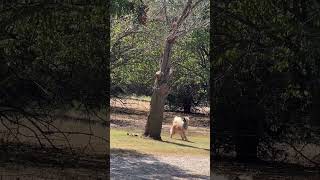 Dance of the Squirrel eurasier dog [upl. by Micah854]