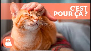 Pourquoi mon CHAT REFUSE les CÃ‚LINS  ðŸ± 6 raisons [upl. by Etheline898]