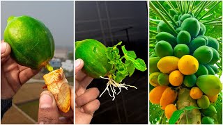 Best amp easy way to grow papaya plant at home from fruit  Easy method for planting [upl. by Fennelly]