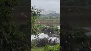 birds musiccyclone flying whitebird style song tamil love chennai trendingshorts youtube [upl. by Etnovad]