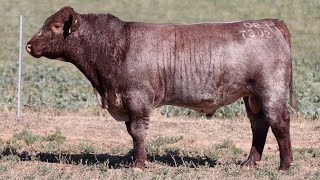 Lot 79 OB T302 Outback Sprys Knight T302 2024 [upl. by Innej]