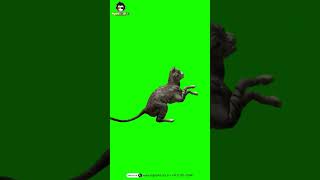 Cat Green Screen VFX  Digitalidiots [upl. by Florance]