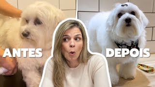 COMO EU DOU BANHO EM CACHORRO DE PELOS BRANCOS [upl. by Powder]